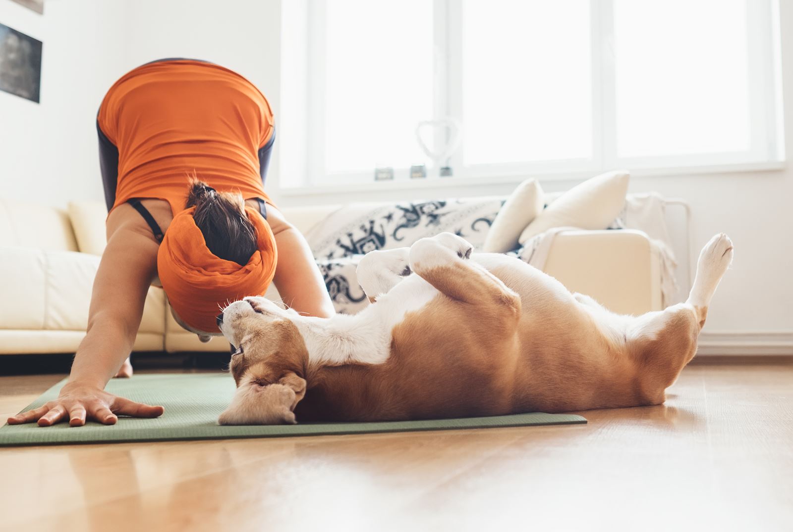 Workout from home with dog Munson Healthcare
