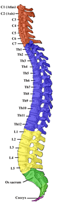 chart of the spine